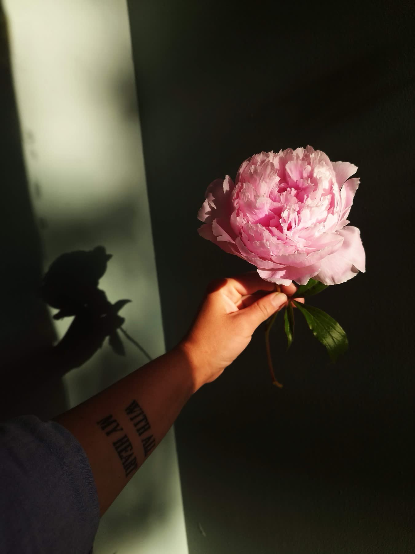 Rosa fresca en detalle